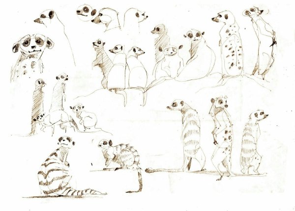 Сурикат референс