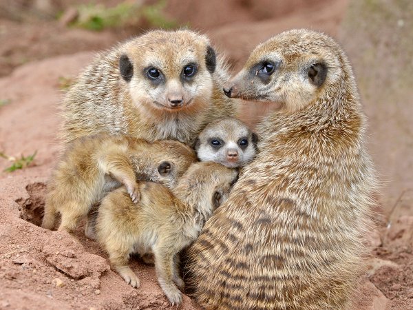 Семейство сурикаты сурикаты