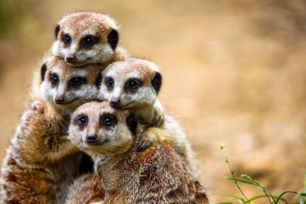 Обнимающиеся зверьки