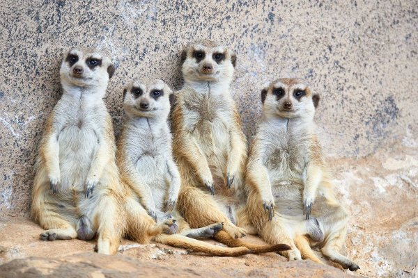 Популяция сурикатов