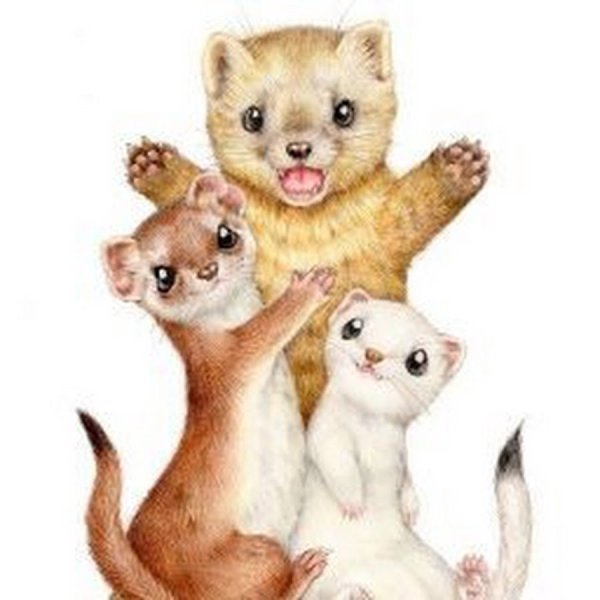 Милые животные