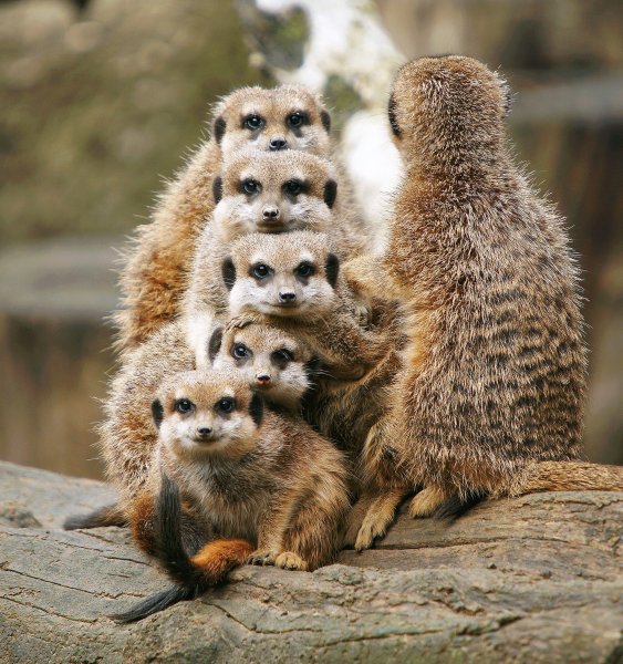 Забавные зверьки