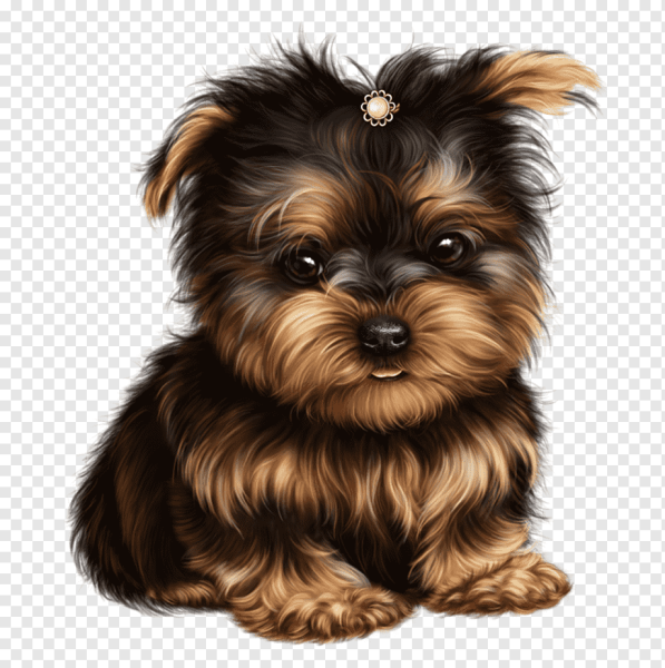 Бершидский терьер