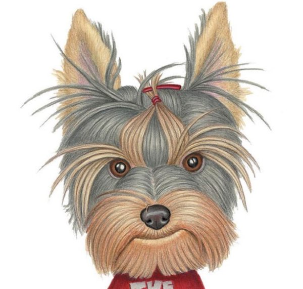 Мультяшные йорки