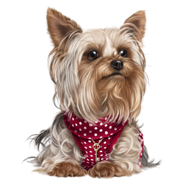 Бишон Йоркширский терьер