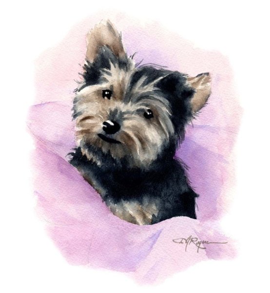 Скетчинг Йоркширский терьер