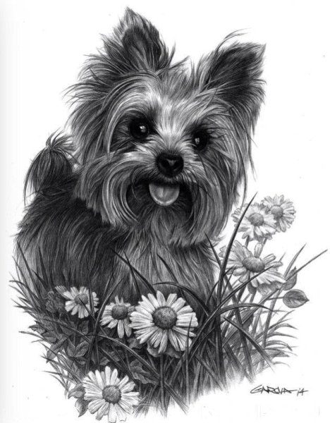 Йорк карандашом