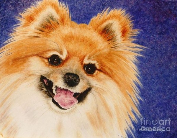 Шпиц рисунок