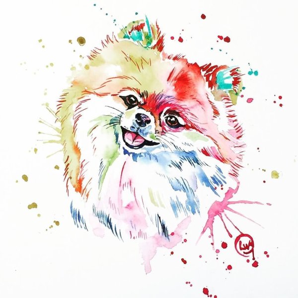 Смайл померанский шпиц