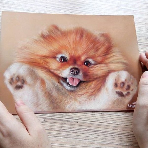 Шпиц померанский Art