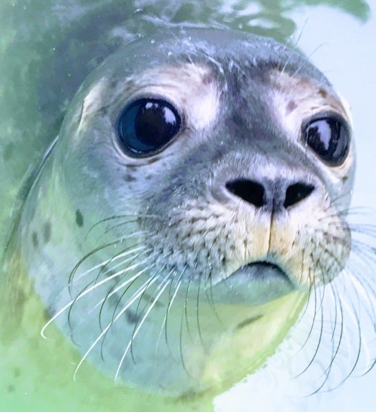 Тюлень с милимы глазами