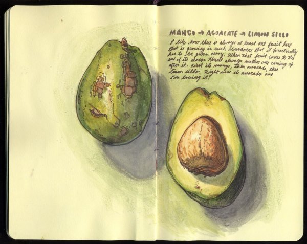 Скетчбук для рисования с авокадо