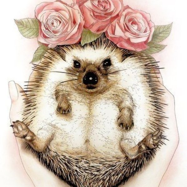 Милые иллюстрации животных