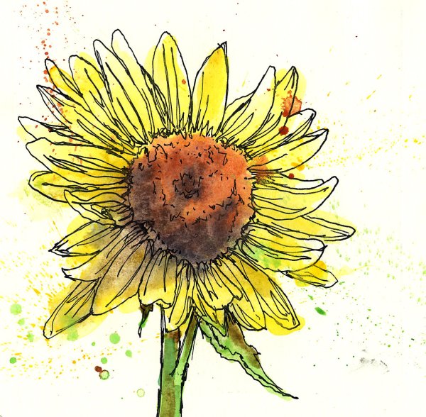 Подсолнух рисунок для детей