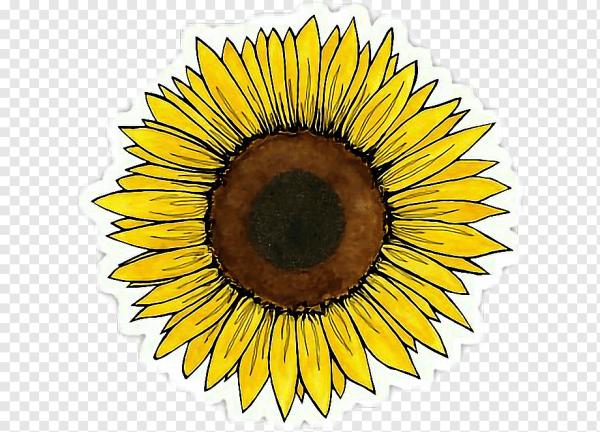 Подсолнух gif