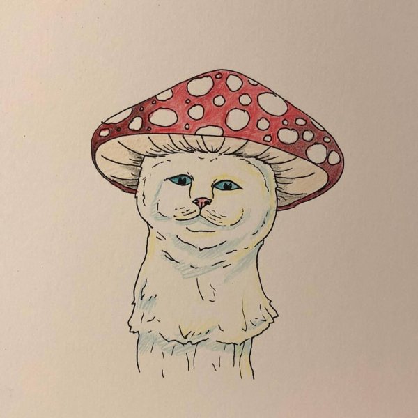 Котик грибочек