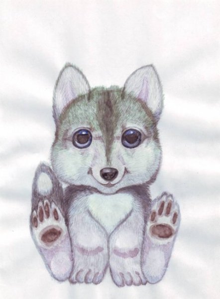 Милый волк рисунок