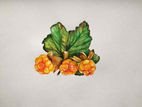 Морошка Ботаническая иллюстрация