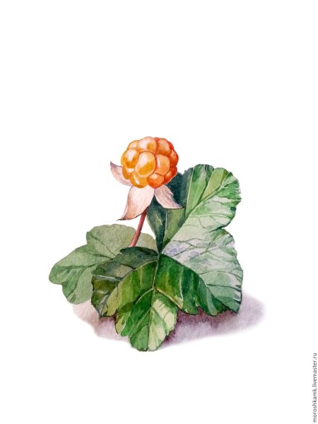 Пряник Морошка