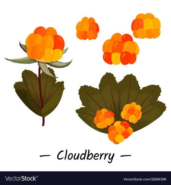 Морошка рисунок акварелью