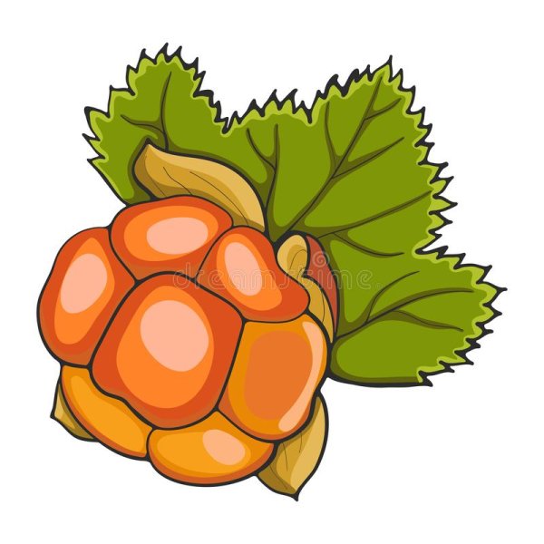 Морошка акварель