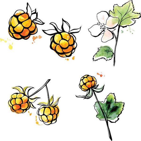 Морошка ягода акварель