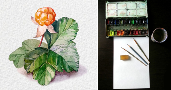 Морошка Ботаническая иллюстрация