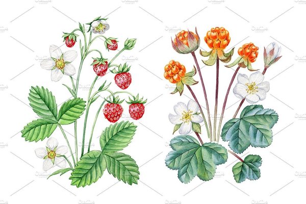 Морошка рисунок легкий