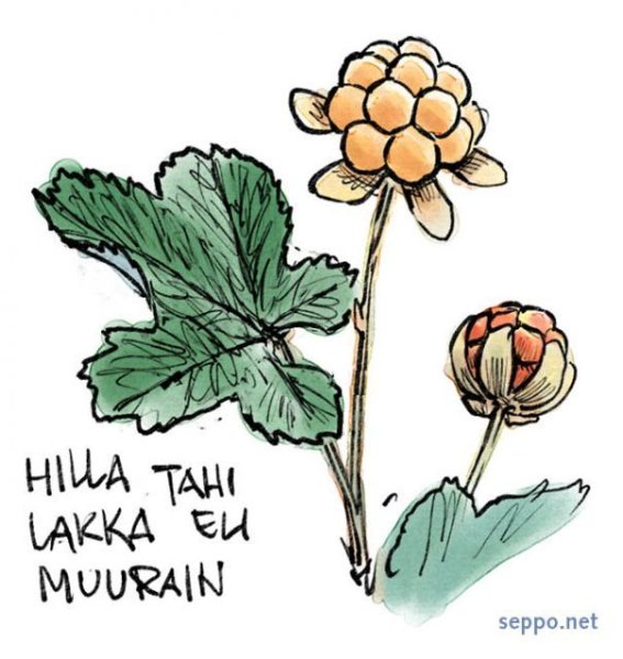 Морошка надпись