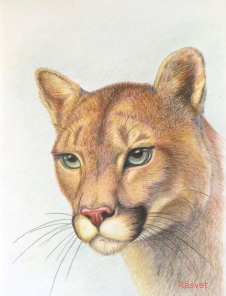 Пума рисунок