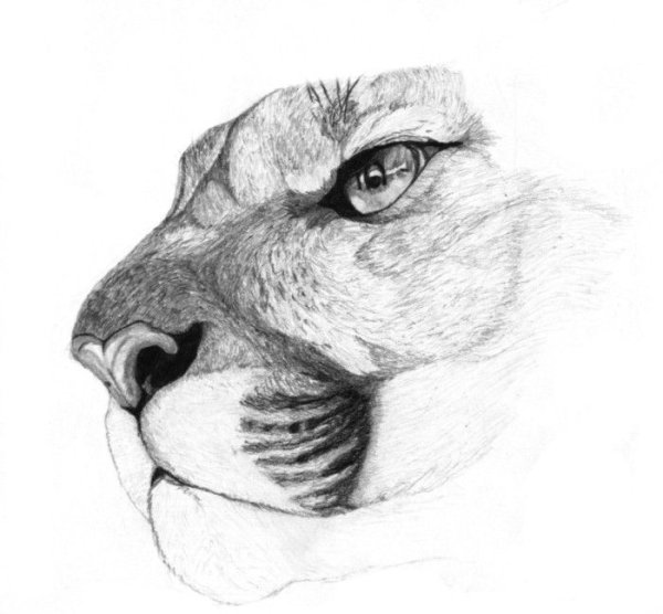 Пума карандашом