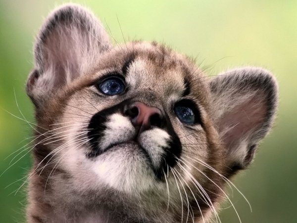 Красивые звери