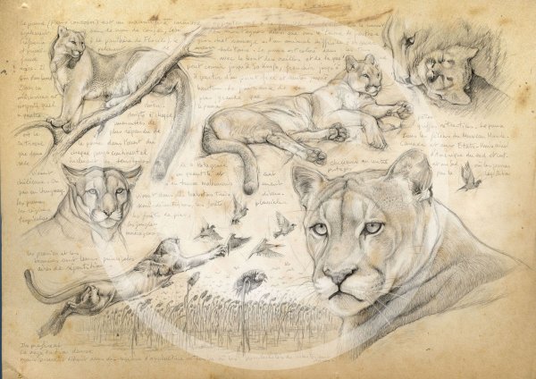 Marcello Pettineo зарисовки животных