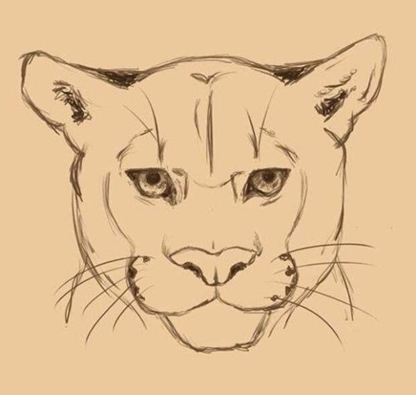 Морды животных карандашом