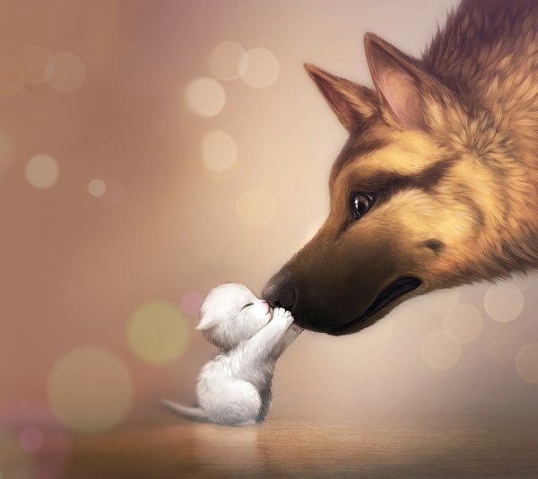 Наоми Лорд собаки