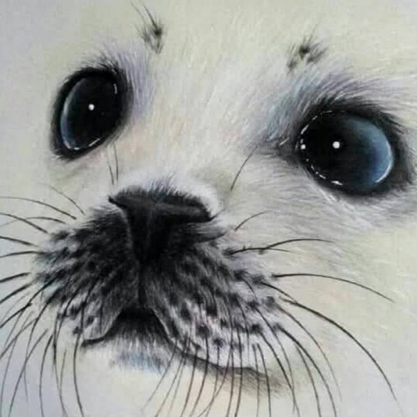 Мордочка нерпенка