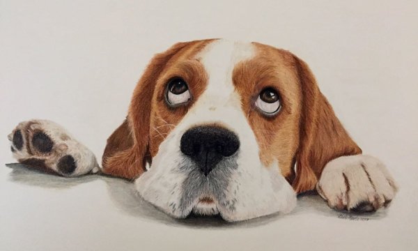 Бигль порода арт