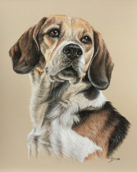 Бигль портрет