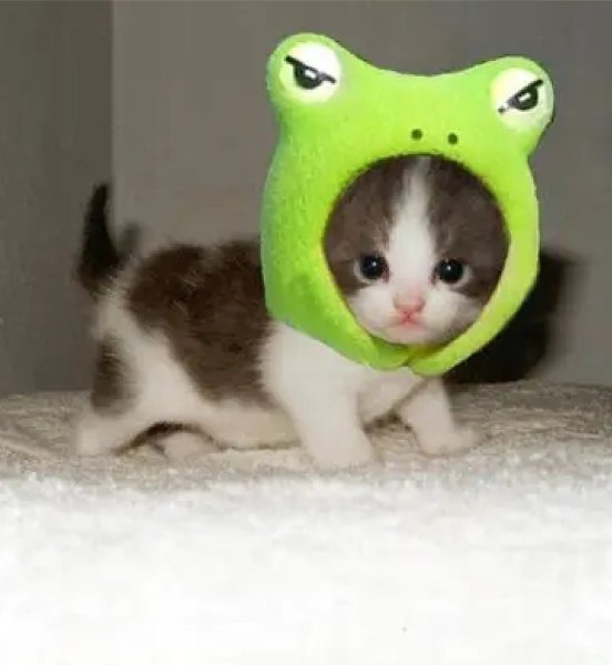 Котенок в шапке лягушки