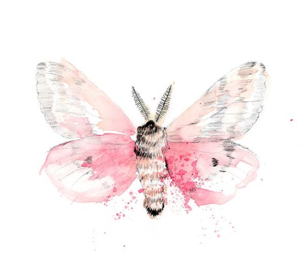 Акварельные бабочки розовые