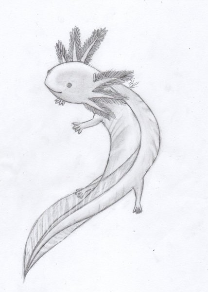 Аксолотль скетч