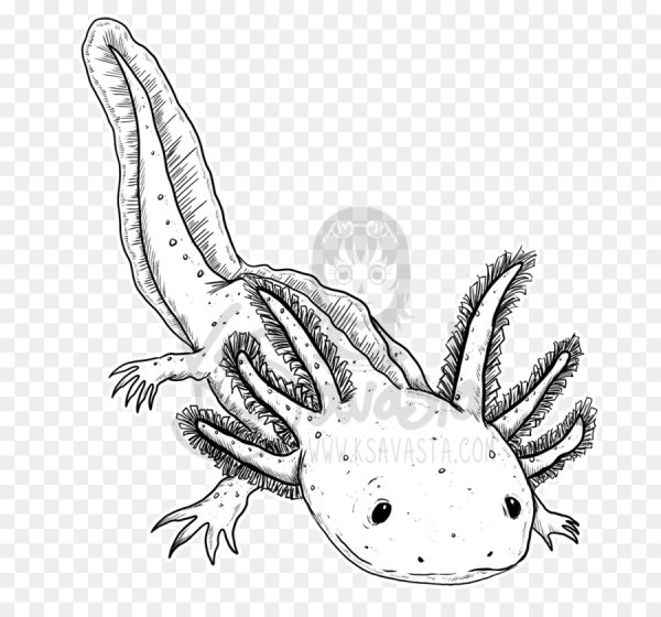 Аксолотль line Art