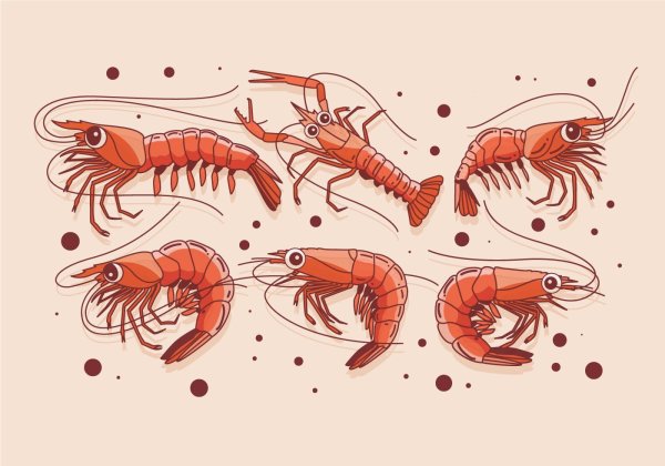 Мантис креветка арт