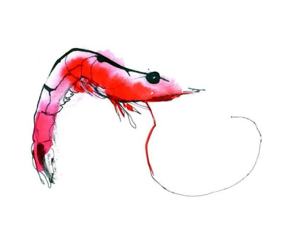 Креветка девочка