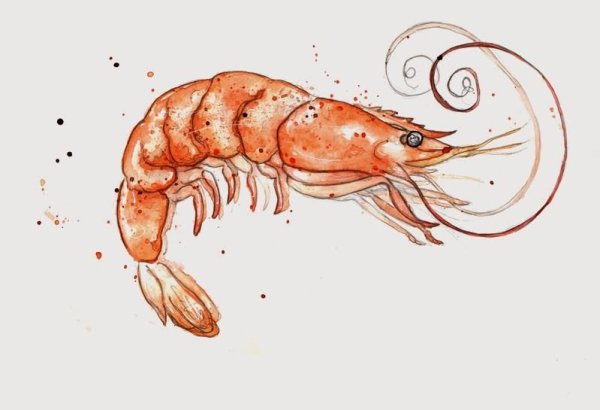 Креветка акварелью