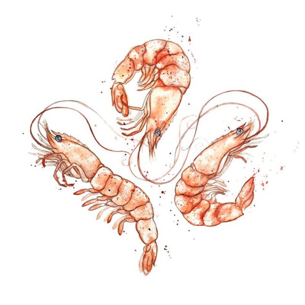 Креветка скетч