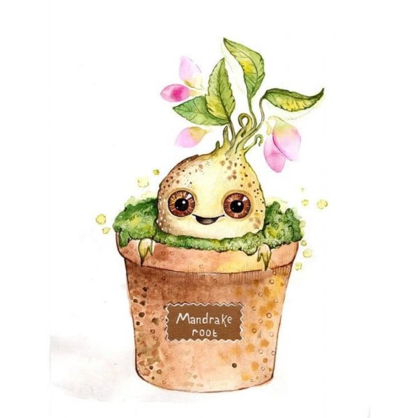 Мандрагора Гарри Поттер рисунок