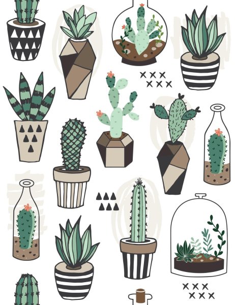 Дудлы кактусы и Суккуленты