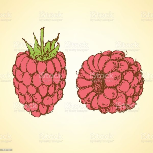 Скетчинг малина