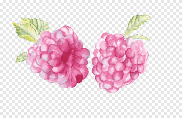 Ягода малина вектор